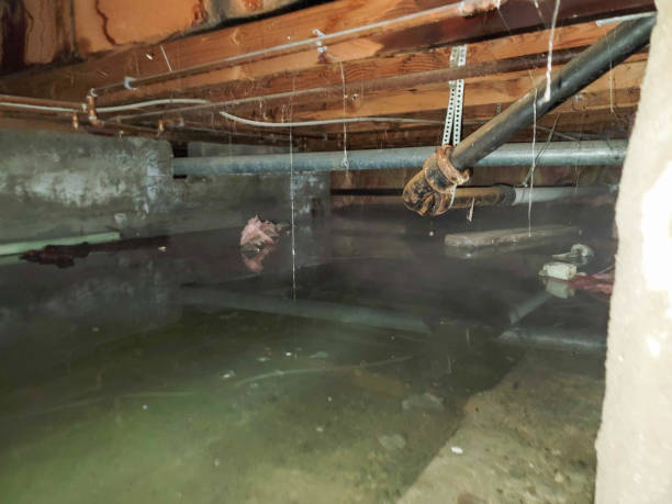 Best Basement water damage restoration  in Elephant Butte, NM