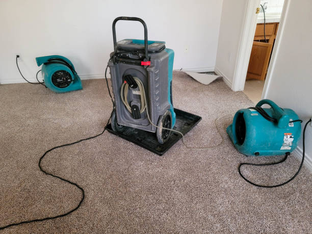 Best Mold removal after water damage  in Elephant Butte, NM